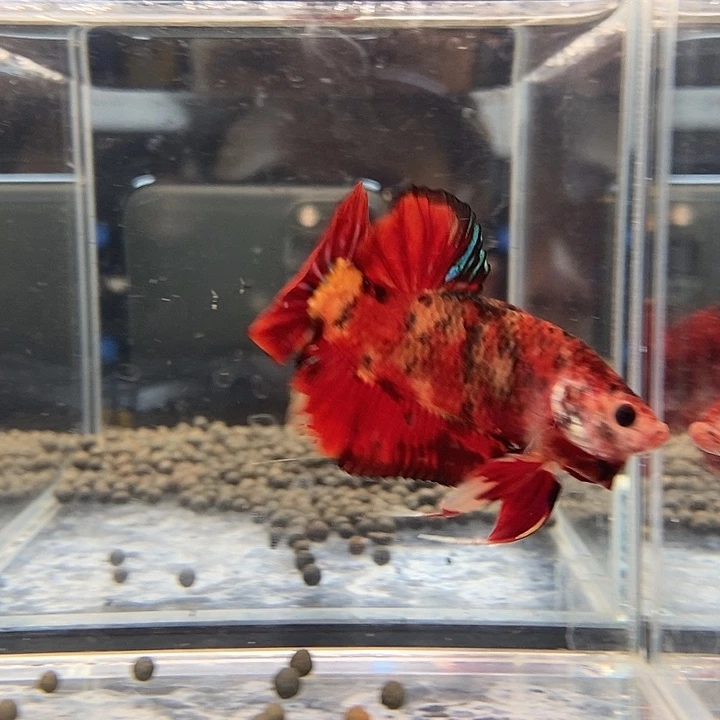 斗鱼黑106号巨斗将军