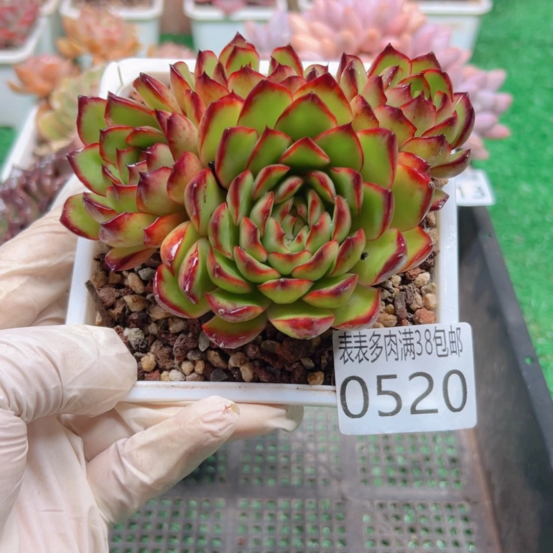 无花朵多肉一物一拍植物0520