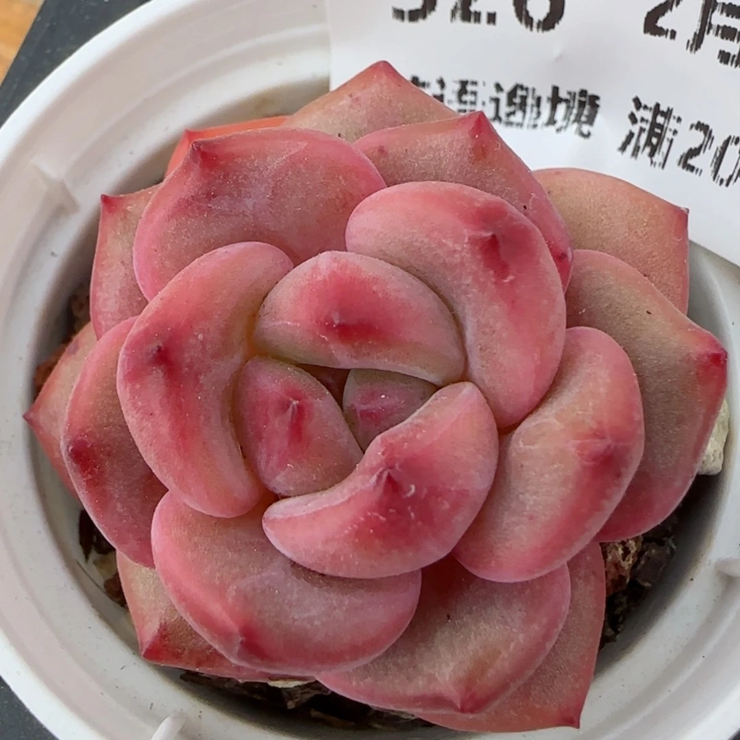 花语逸境0213-526
