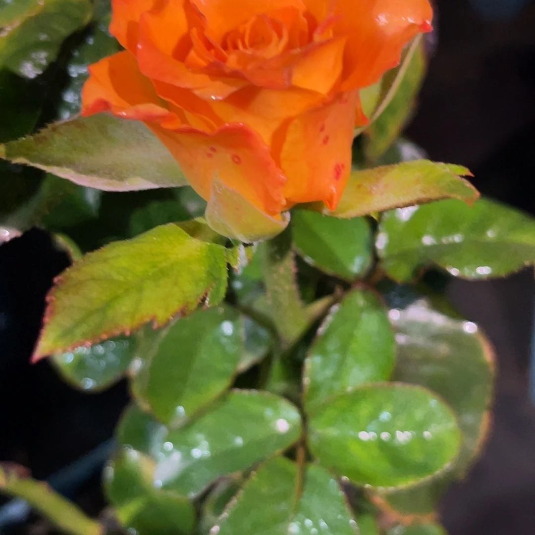 无花朵——-灯火 俏夕阳