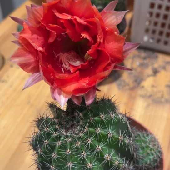 彩草7公分左右大花