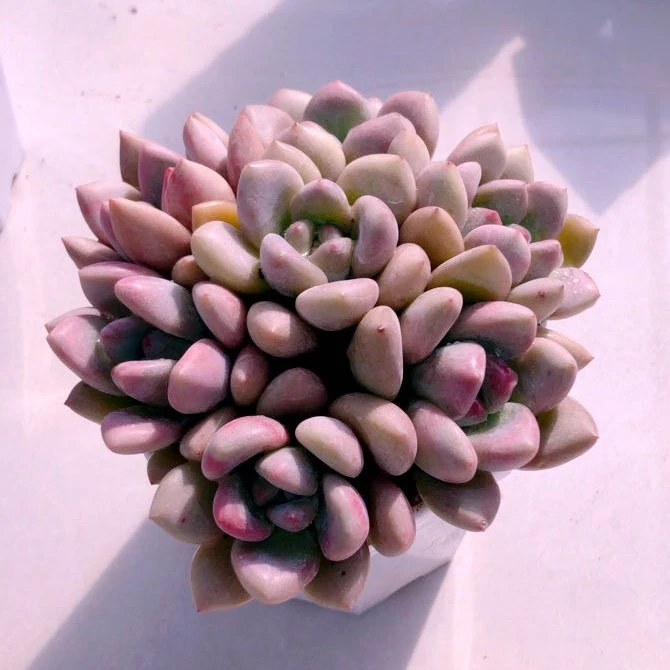 多肉植物奥普琳娜八颗送八角盆土