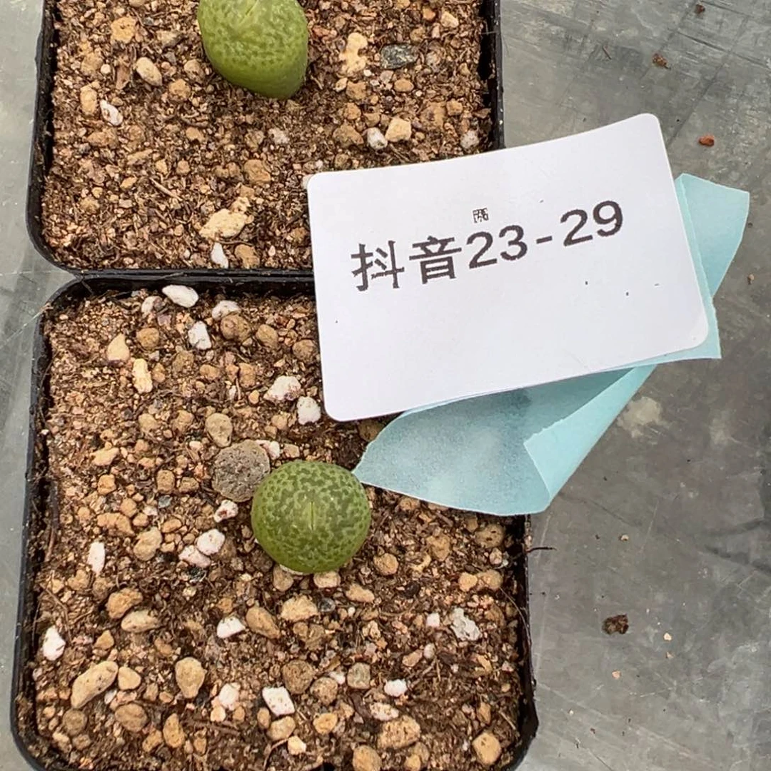 琳**宝23-29河马肉锥多肉植物