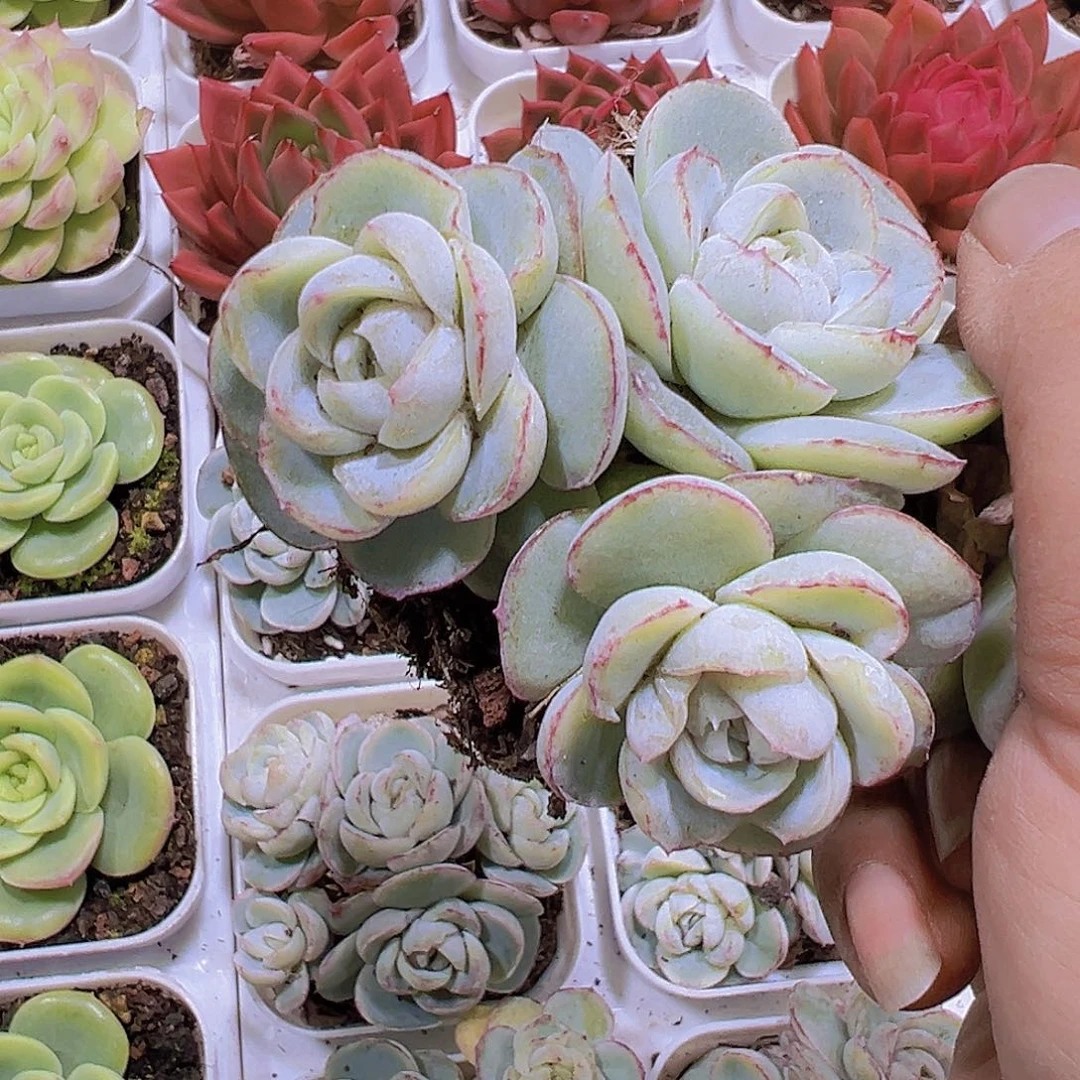 三头胖虎群19包邮多肉