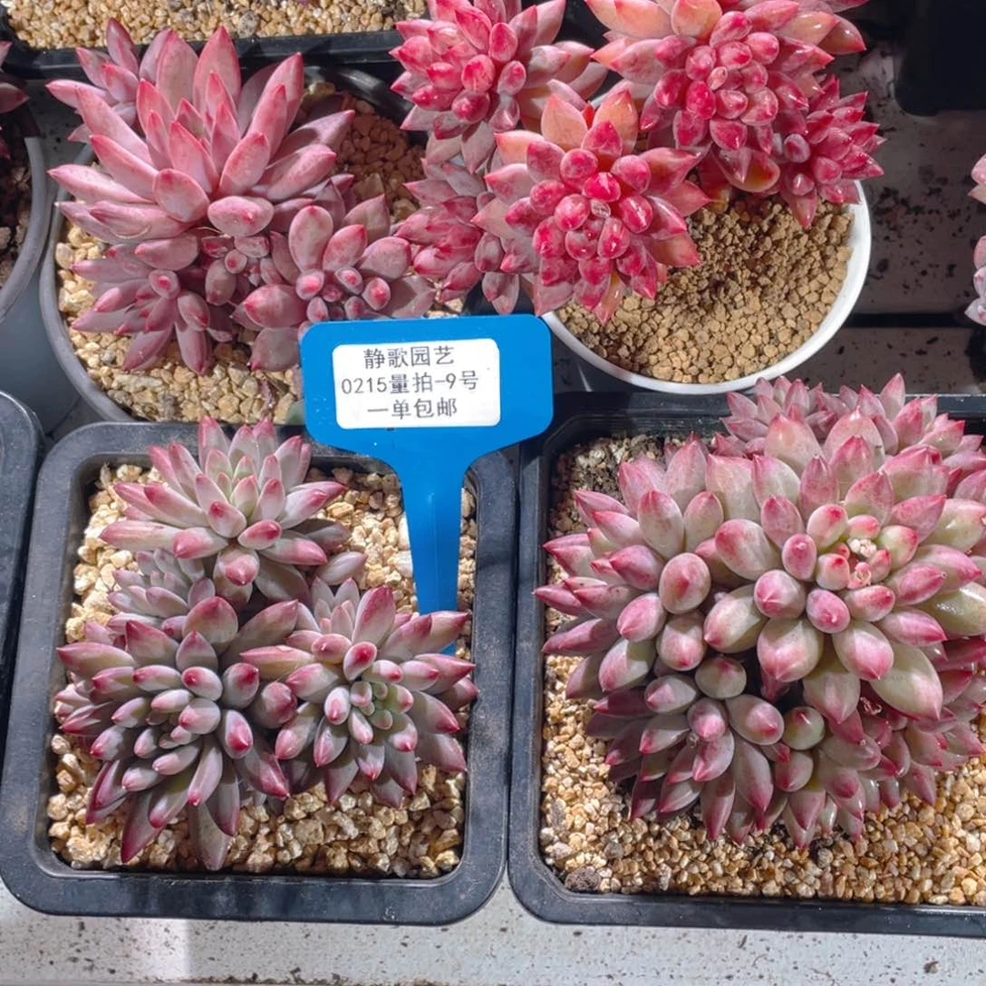 0215-9-大群捧花彩体虞美人福利一颗