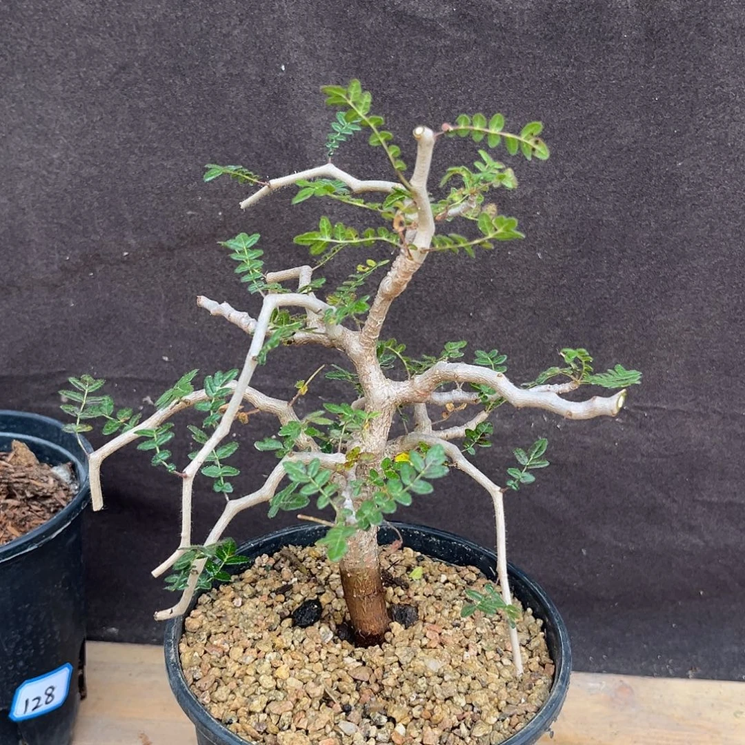 汤圆植物滔天橄榄帅