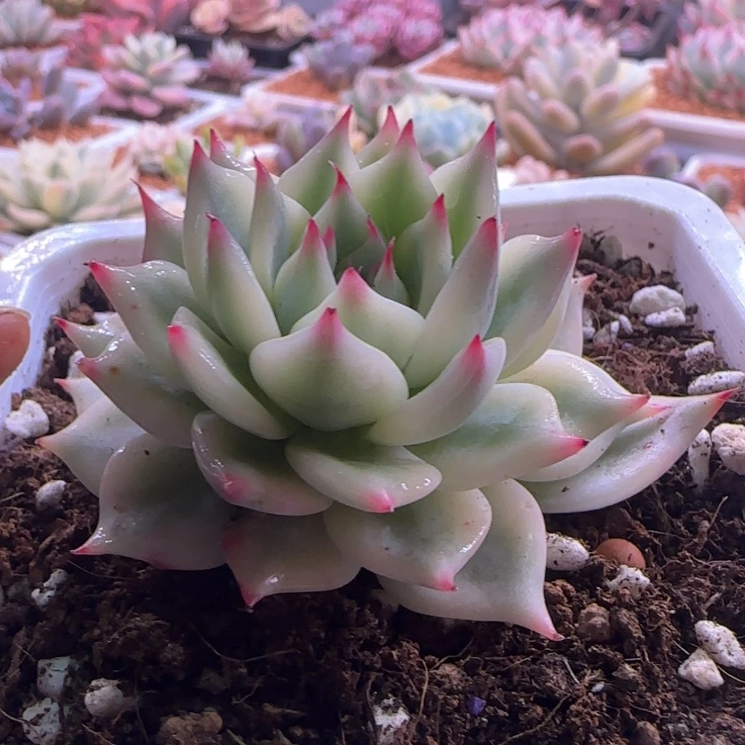 御**月追月 多肉植物