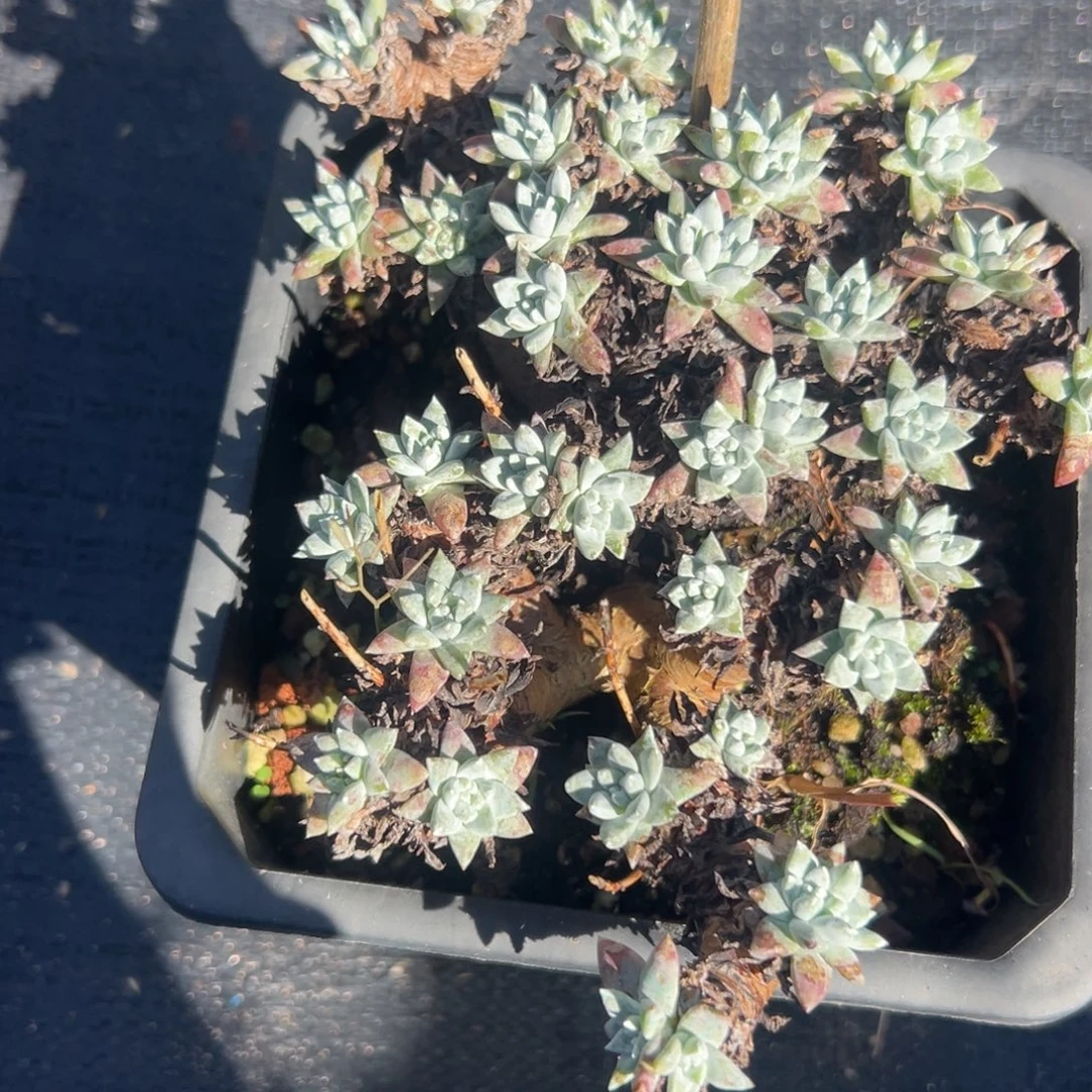 27个头～一物一拍432