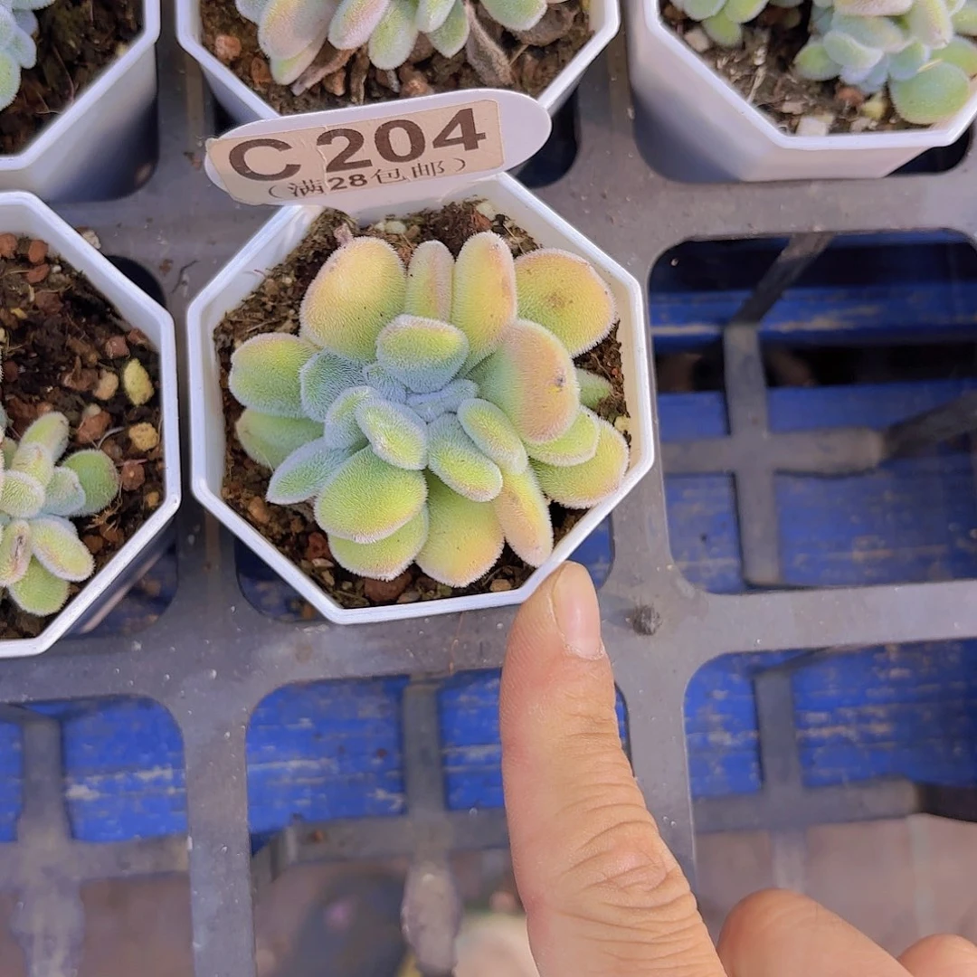 C204雪晃星一物一拍