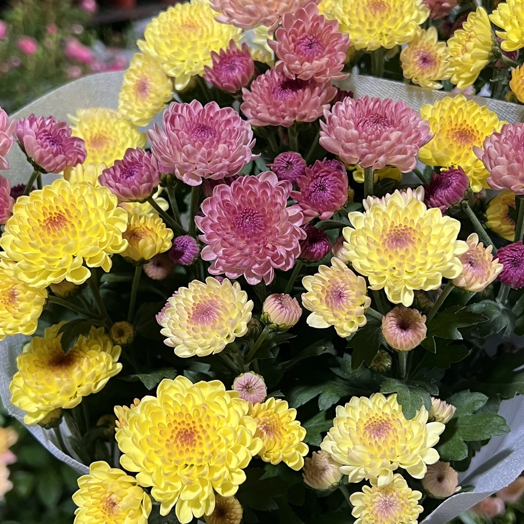 宝莲灯双色小菊花盆栽颜值高花期长耐晒庭院阳台易养护