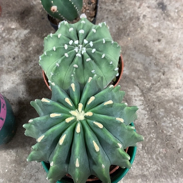 木**✨3333333333333333