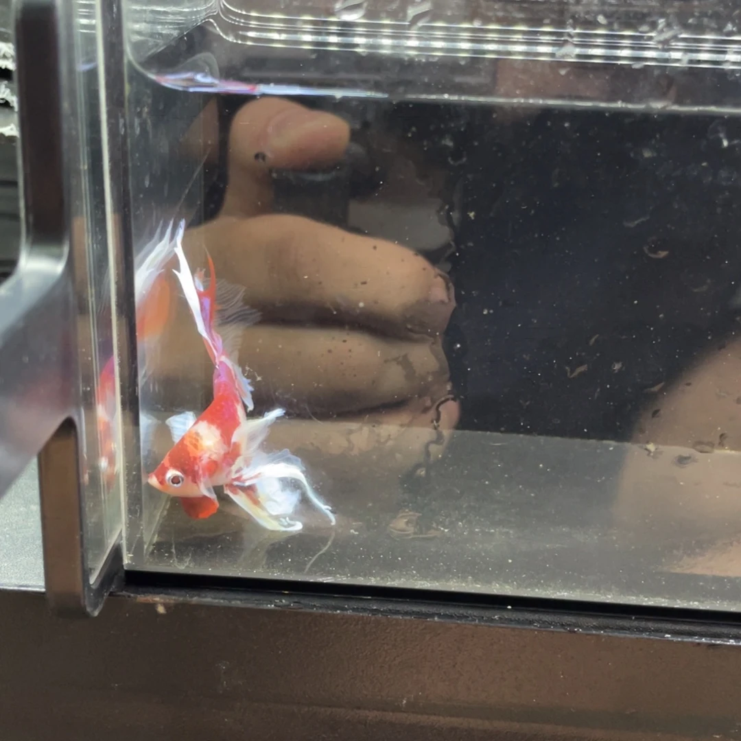 斗鱼巨斗马尾大朵糖果