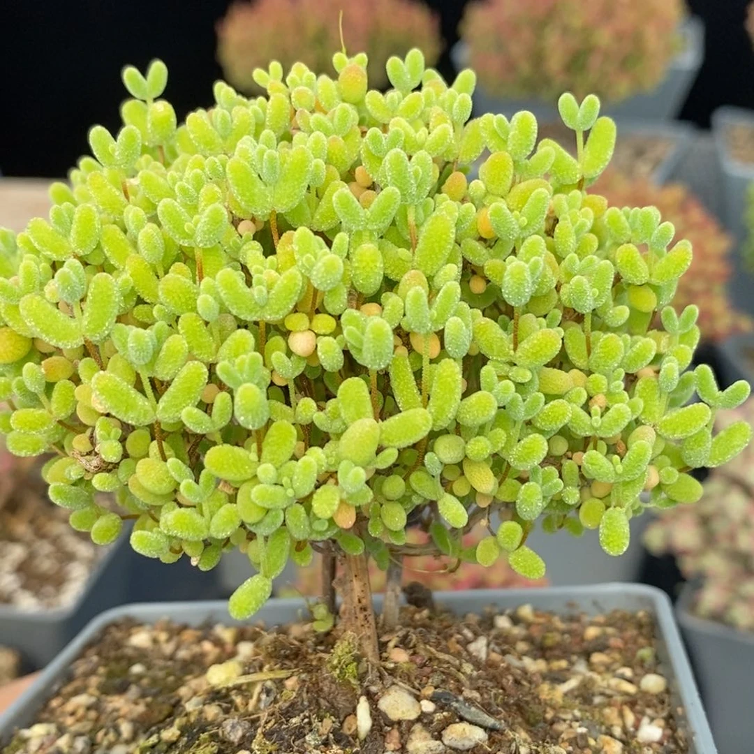 E****t蜜橘糖球690枝干番杏