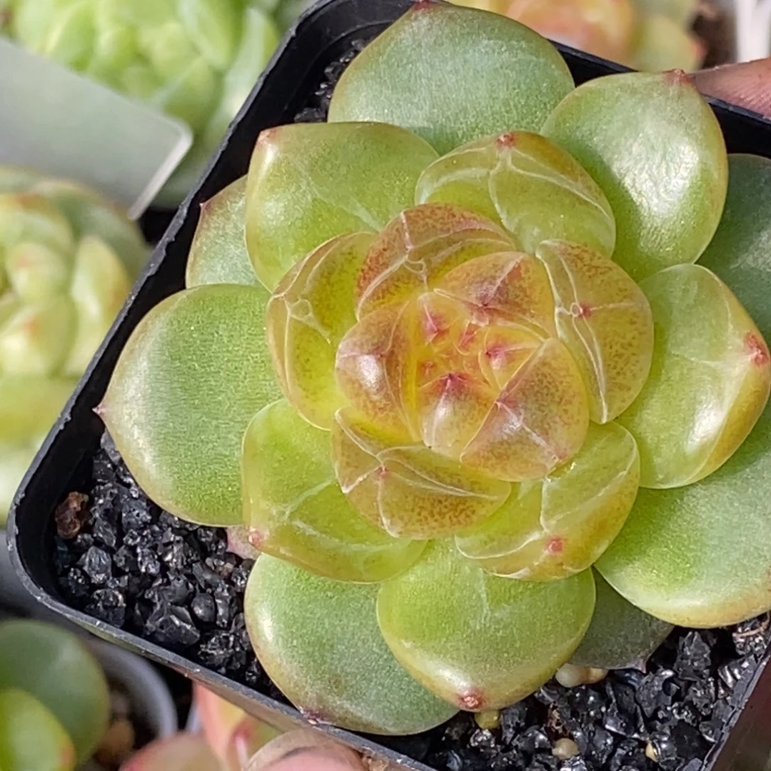 天官赐福百无禁忌