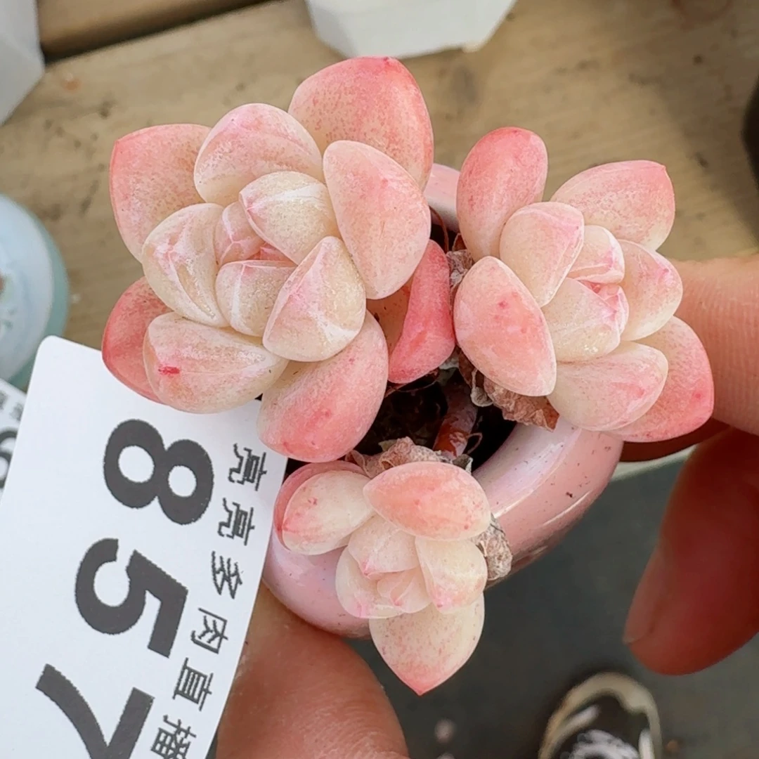 冰玉小脸      愿你一路坦途，乘风破浪展宏图