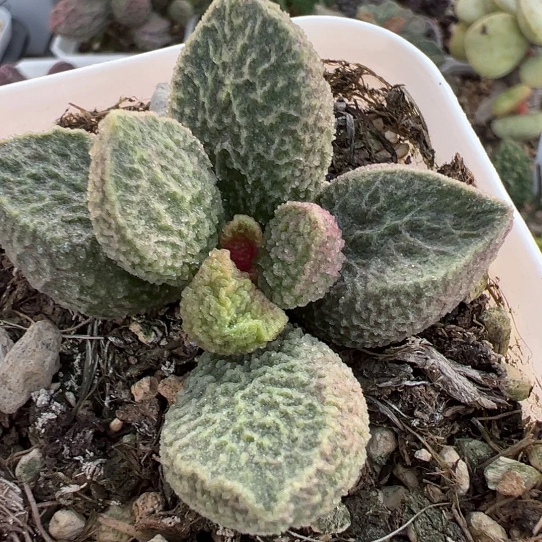实生新品多肉植物水泡多肉植物