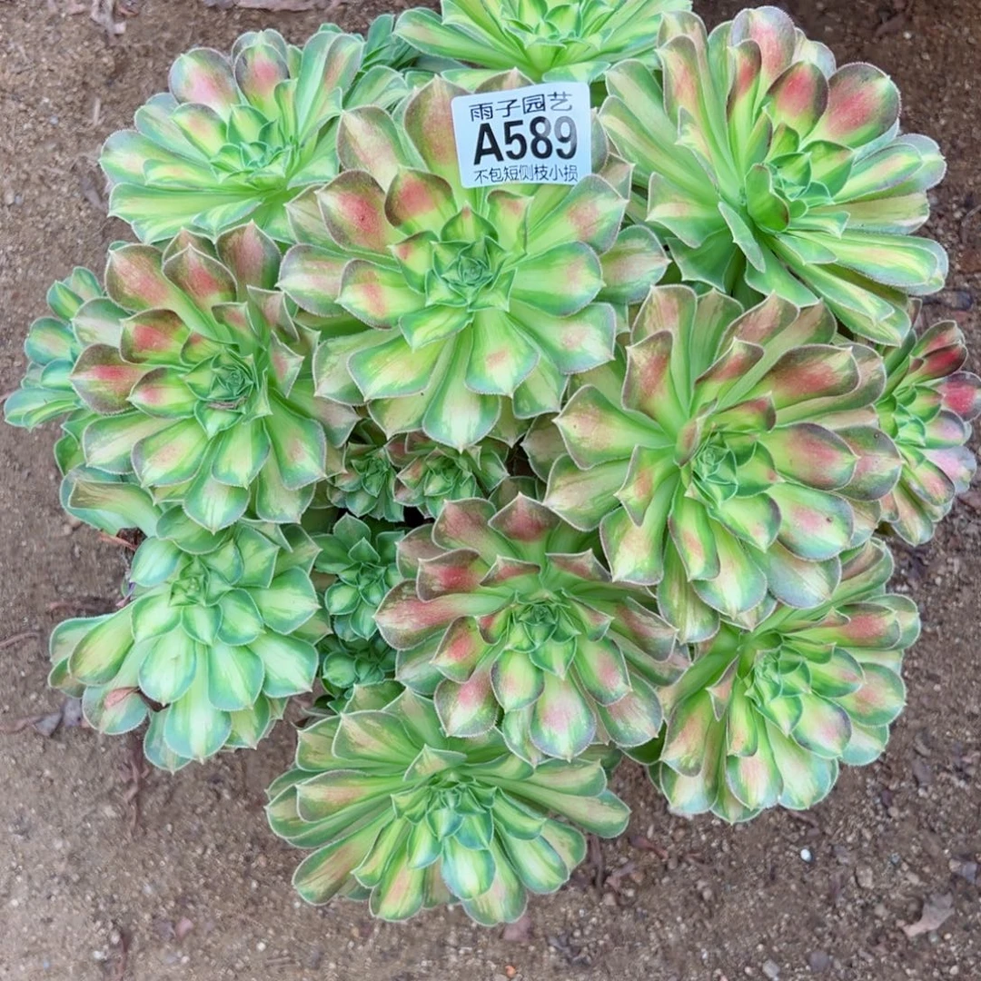 589韶华尺寸30左右