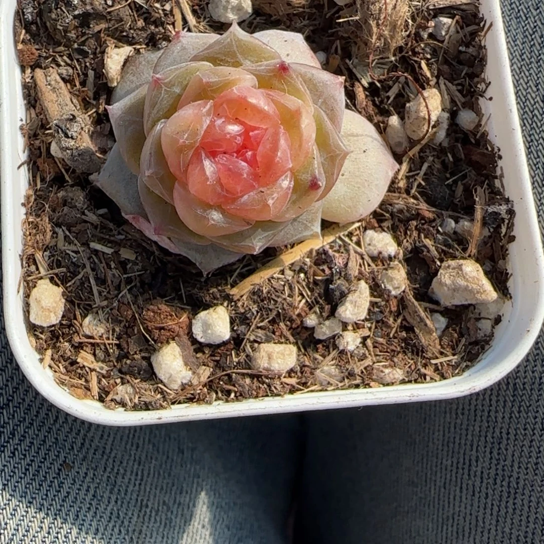 多肉小卡拉米糖心一物一拍