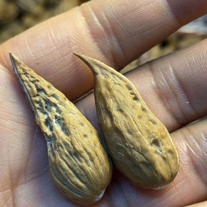 桃核吊坠娜姐真的165
