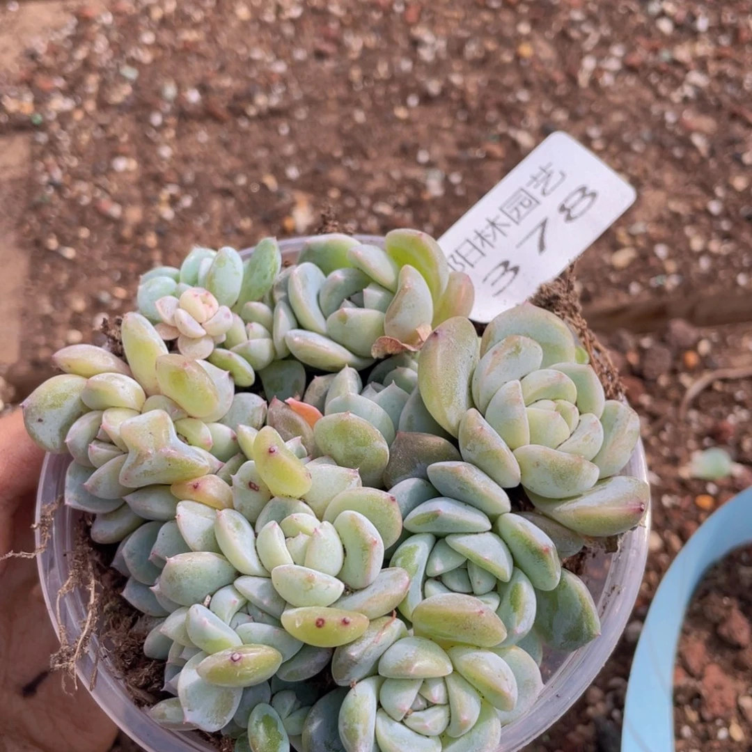 多肉植物多肉植物378