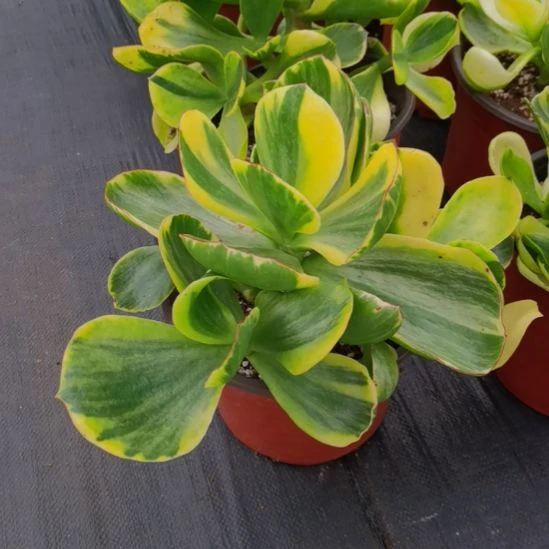 包菜家里的青梅白覆轮锦