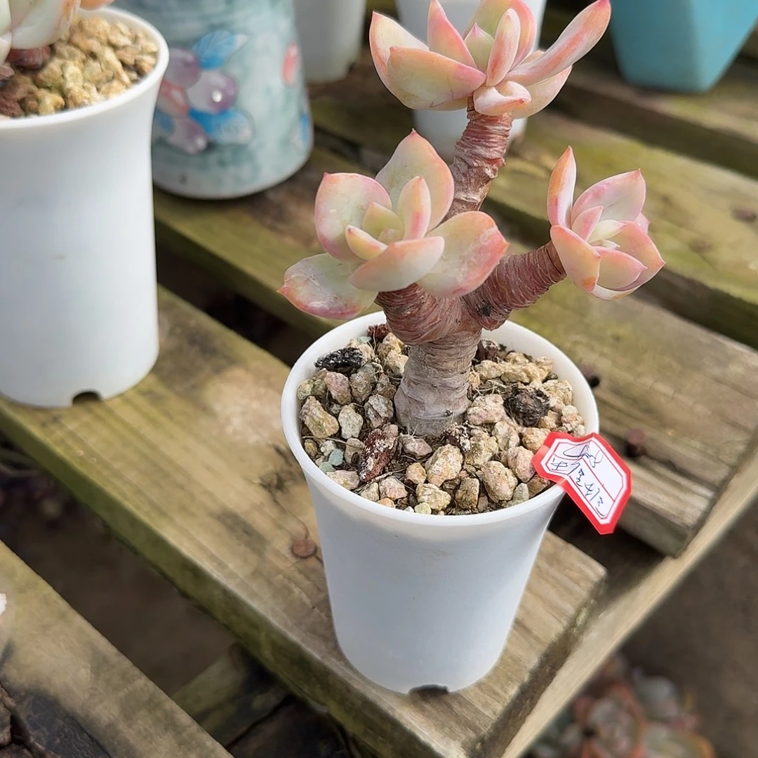 糖***糖白凤多肉植物一颗