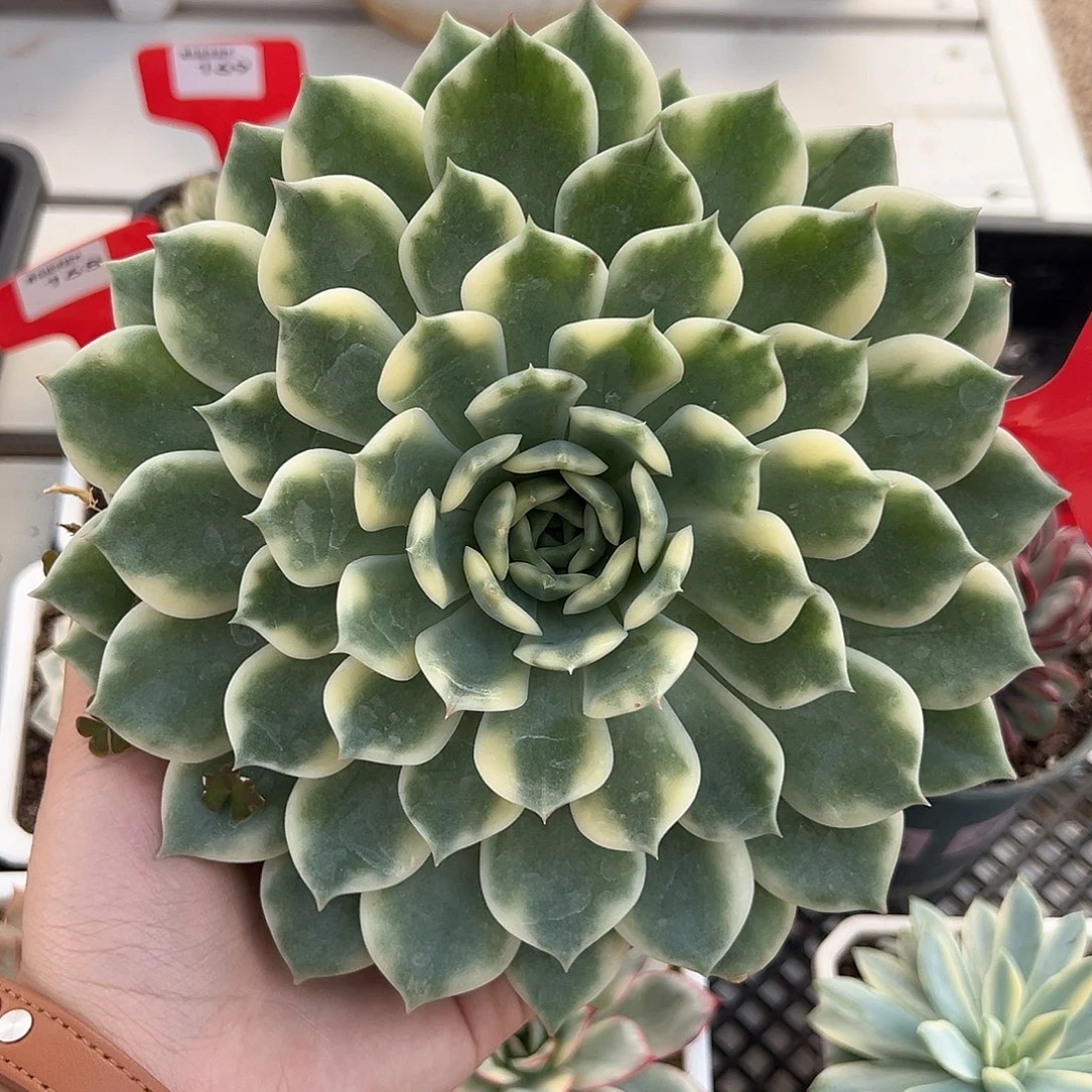 171号艾丽卡锦多肉植物