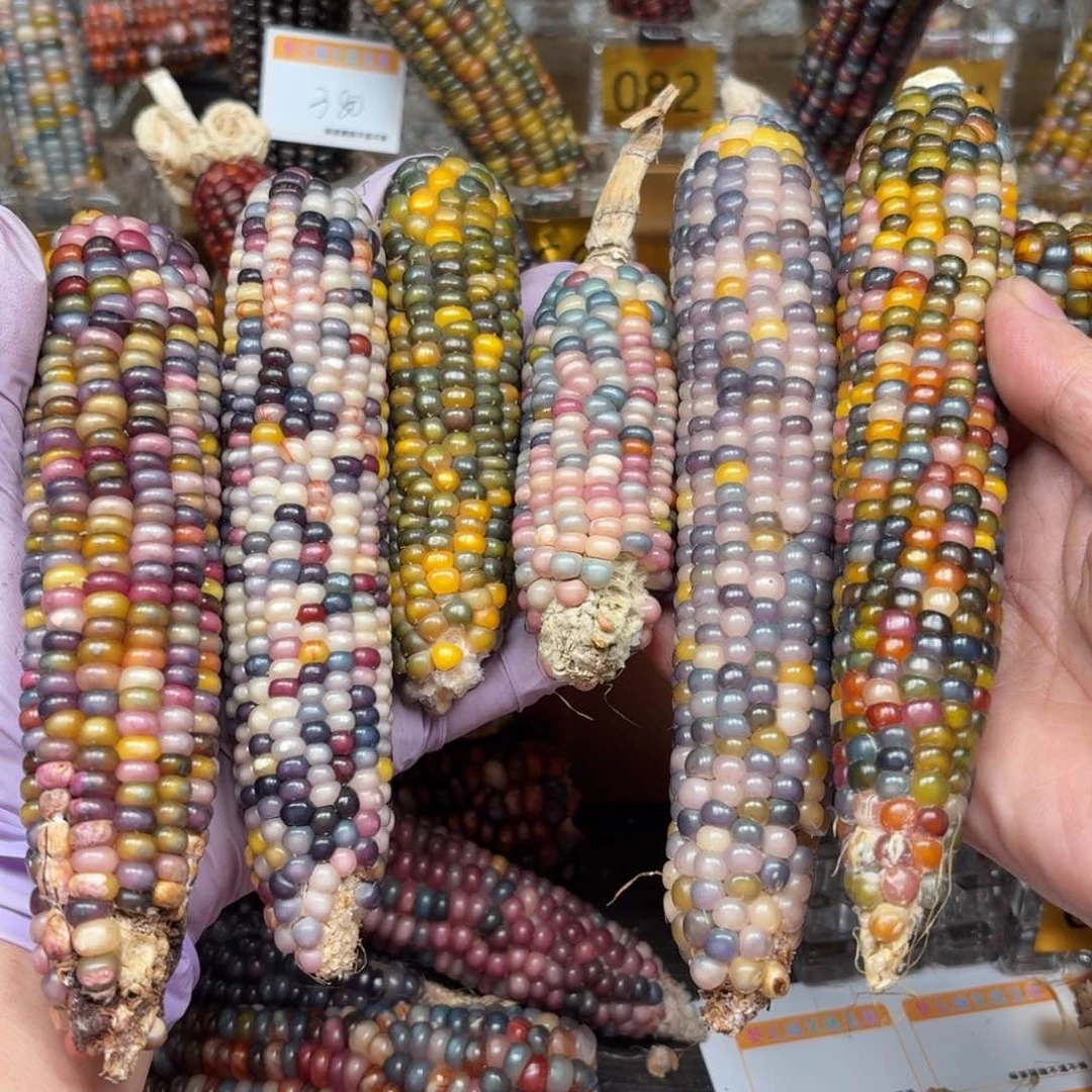 柏香籽/百香籽吊坠盐***王