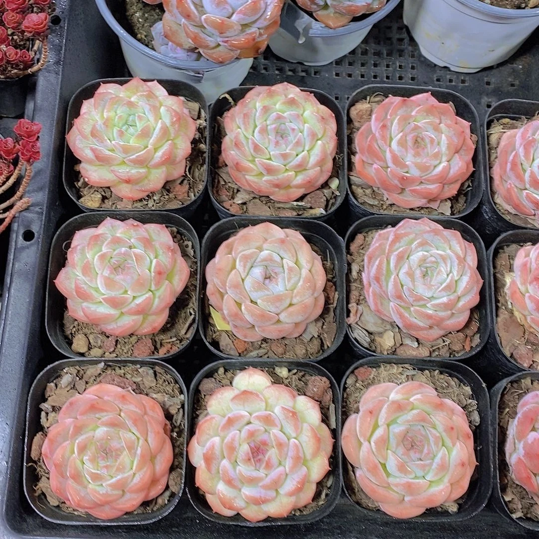 2颗黑方糖果雪山福利量拍