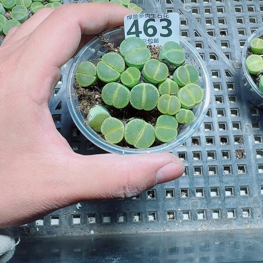 463多肉植物多肉植物