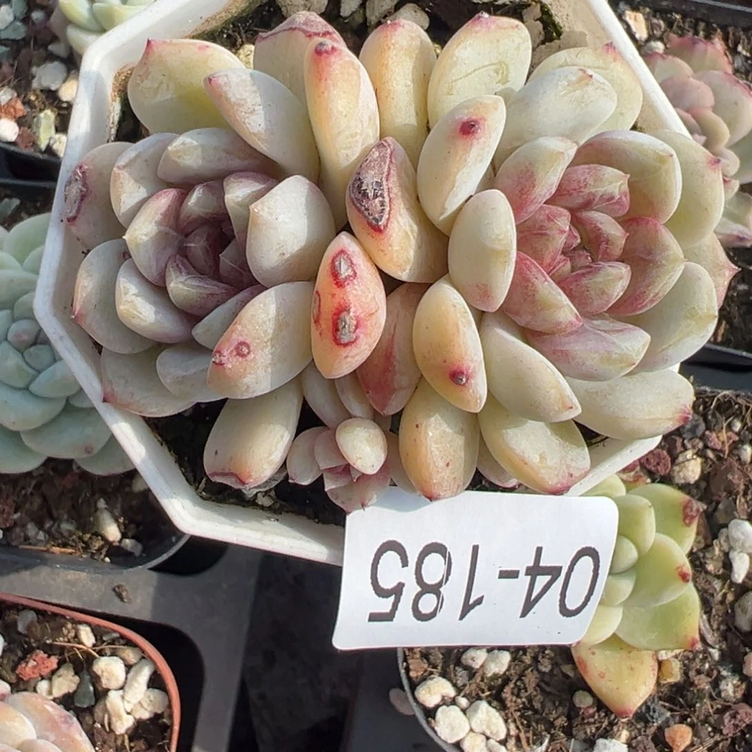 小卡拉米糖心一物一拍4-185