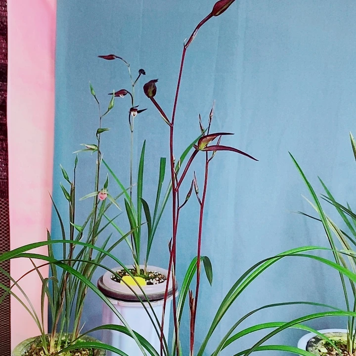 完全开放大叶寒兰紫颜2苗