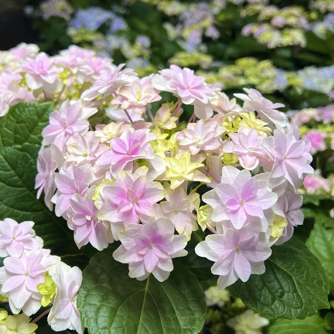 雪莎绣球花盆栽花卉庭院阳台新手易养护喜水植物