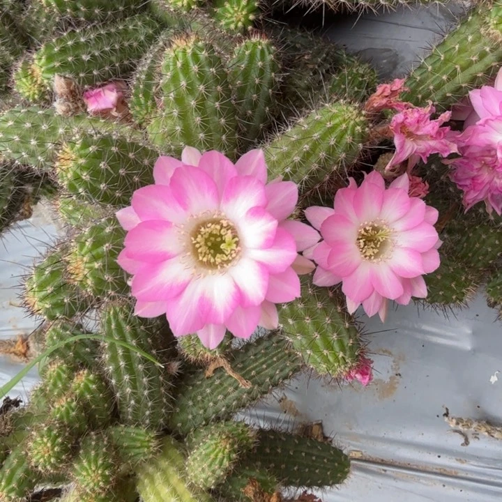 白檀仙人掌659侧芽一个