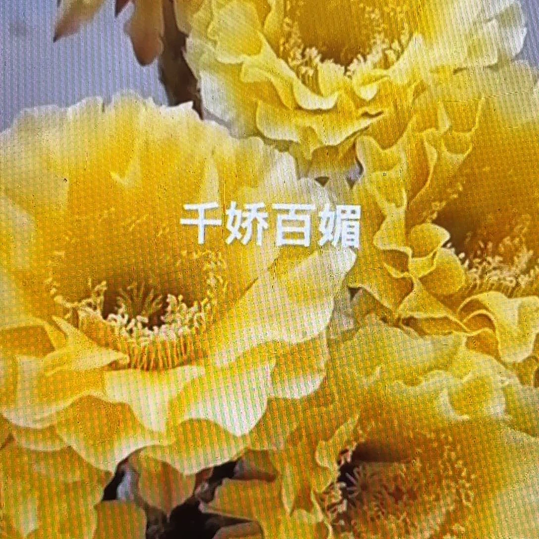 娇媚彩无根侧牙20包邮14