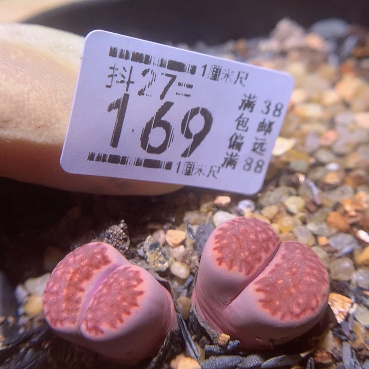 精品生石花27.169