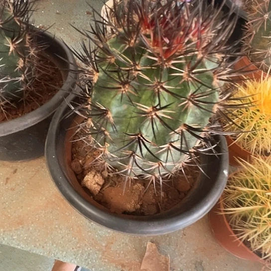 悲**渡虾1个谢谢谢谢谢谢谢谢