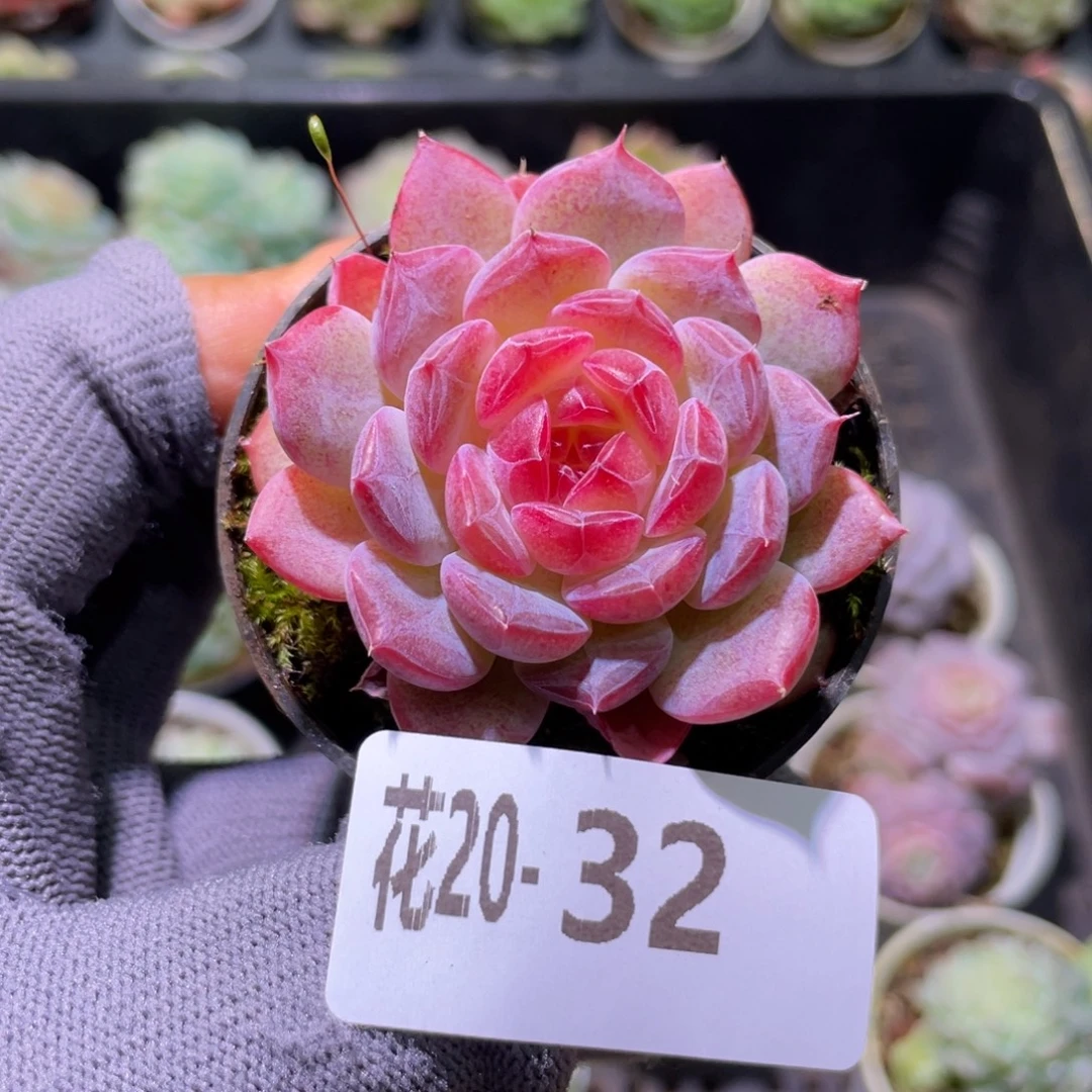 花利美20-32糖心新品