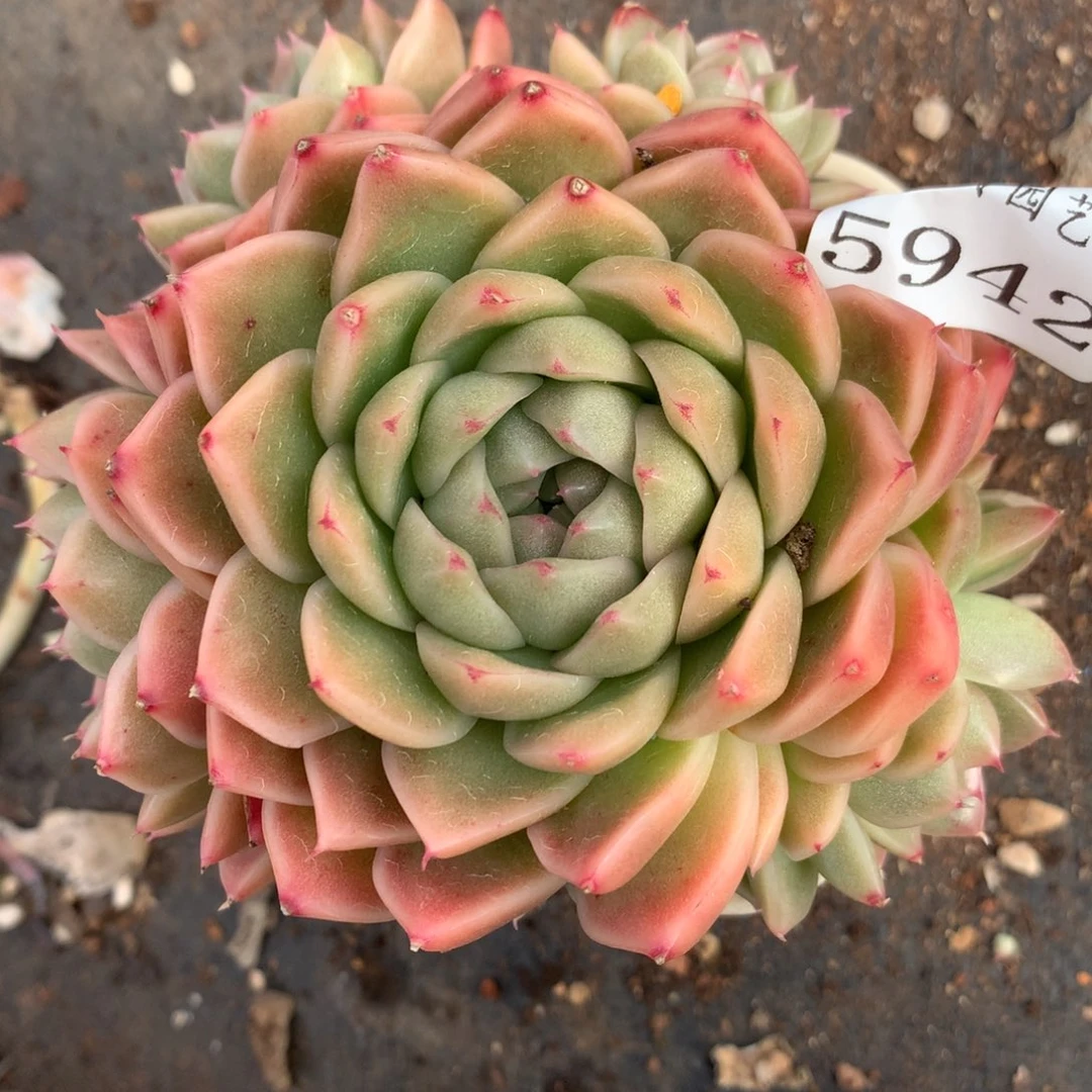 5942散群价杂交多肉老桩