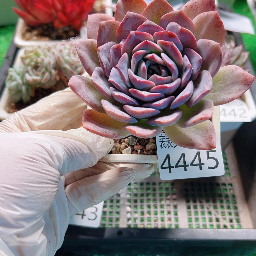 无花朵多肉一物一拍植物4445