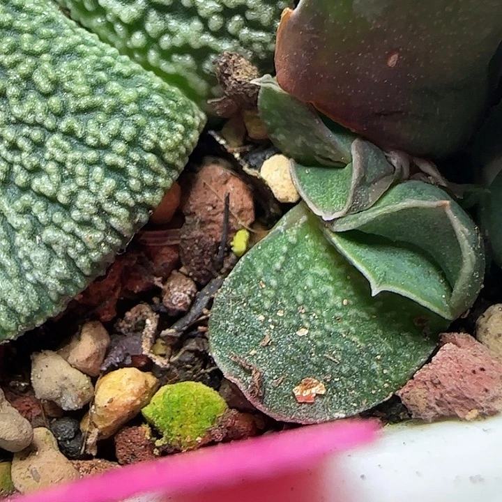 特凸白釉侧芽可寄养