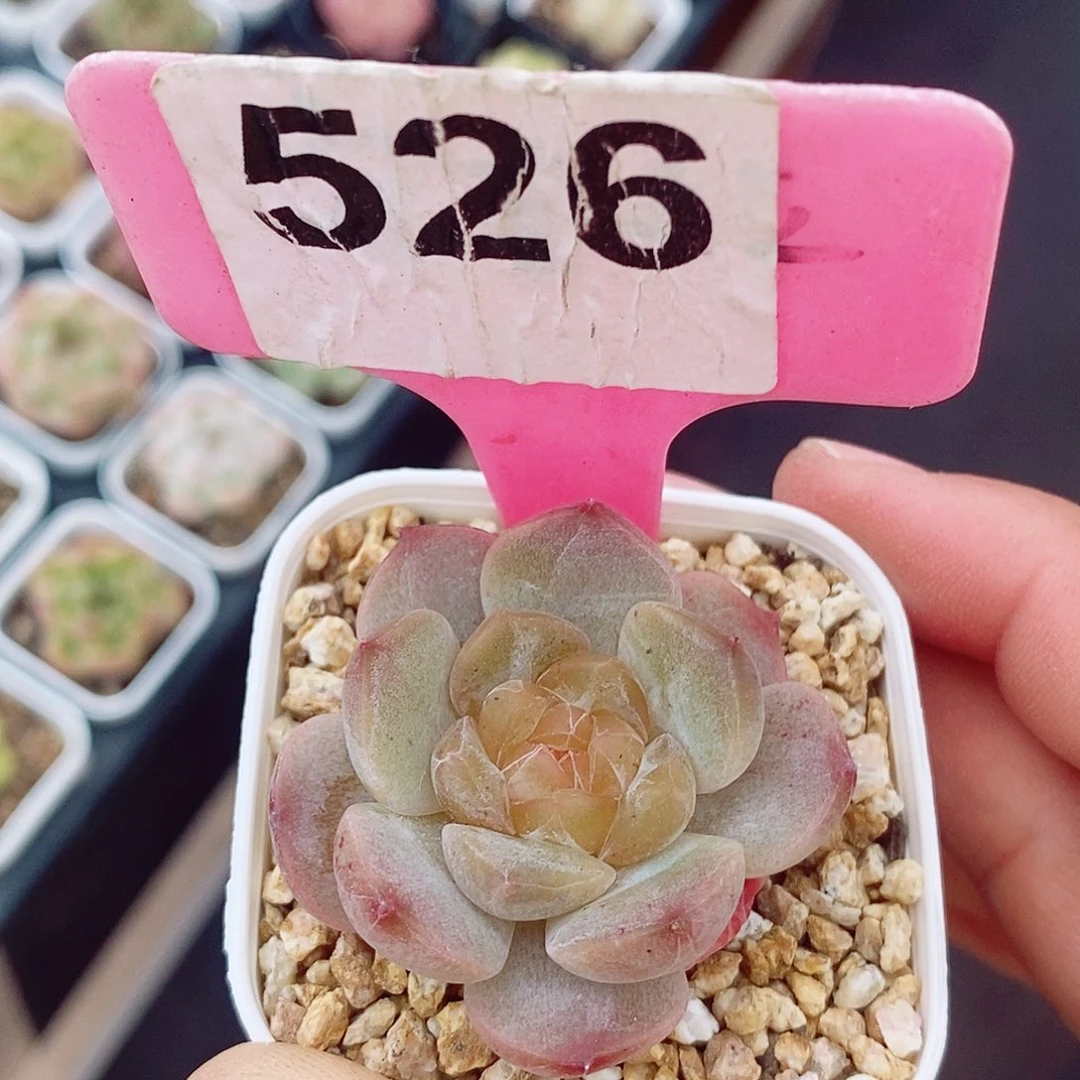 糖心3cm多肉植物
