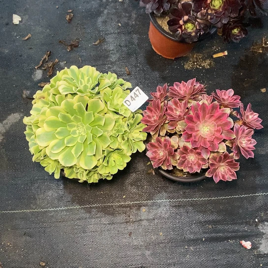 组合447多肉11111