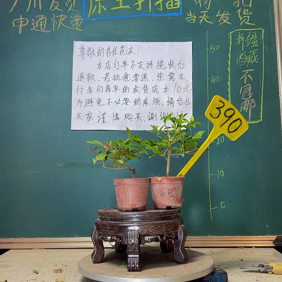 当前无花栽培后可以开花紫桑巴掌中宝 白雪公主掌中宝390