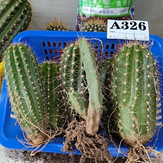 当前无花栽培后可以开花326