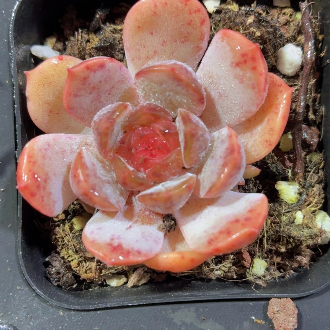 红色恋人多肉9.9包邮发货