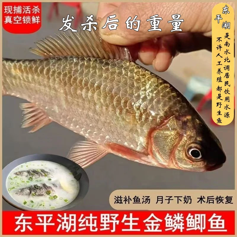 东平湖野生鲫鱼清水湖土鲫鱼大板鲫鱼鲜活鱼现杀真空冷藏包邮批发