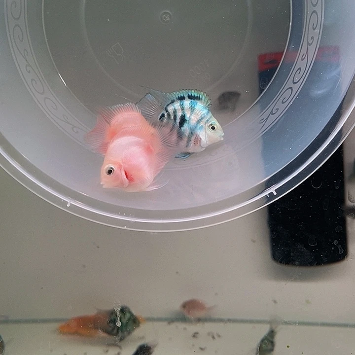 鹦鹉鱼胭脂粉摩卡一组