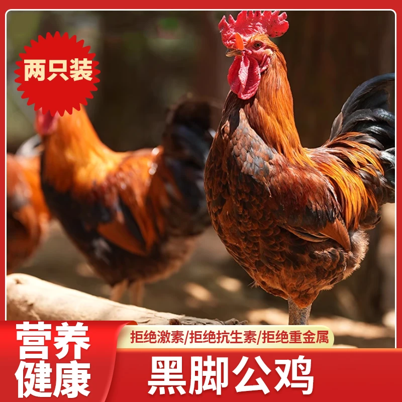 【黑脚土鸡】2只装 老公鸡 新鲜宰杀 产地直发 顺丰包邮