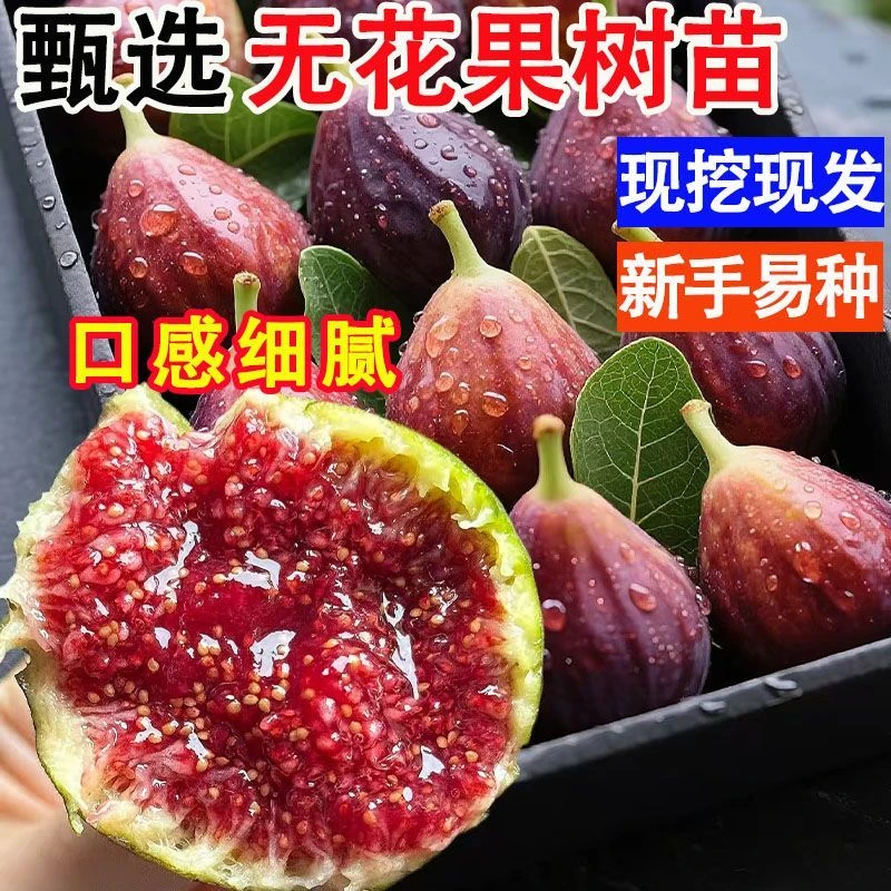 基地直发无花果无花果树苗波姬红水果果苗盆栽地栽阳台南北方种植